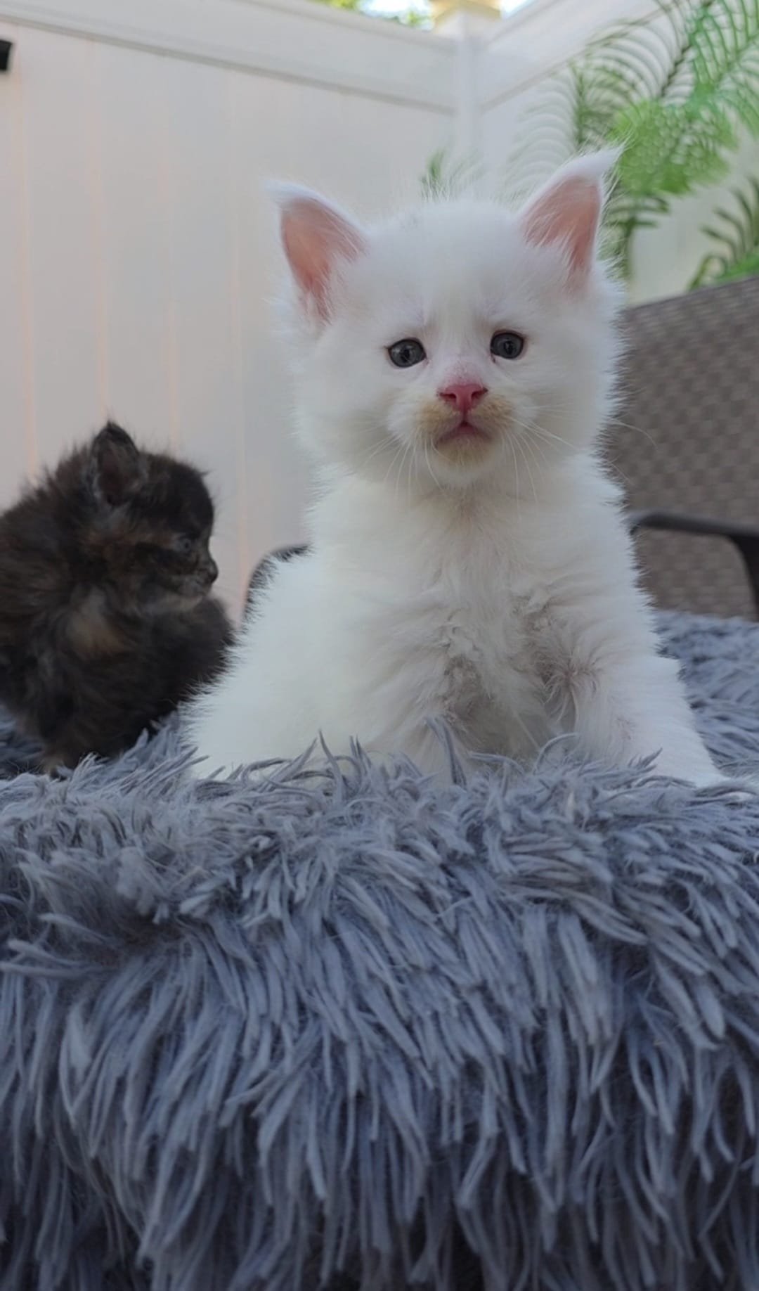 🐾 KITTENS OF LITTER - D