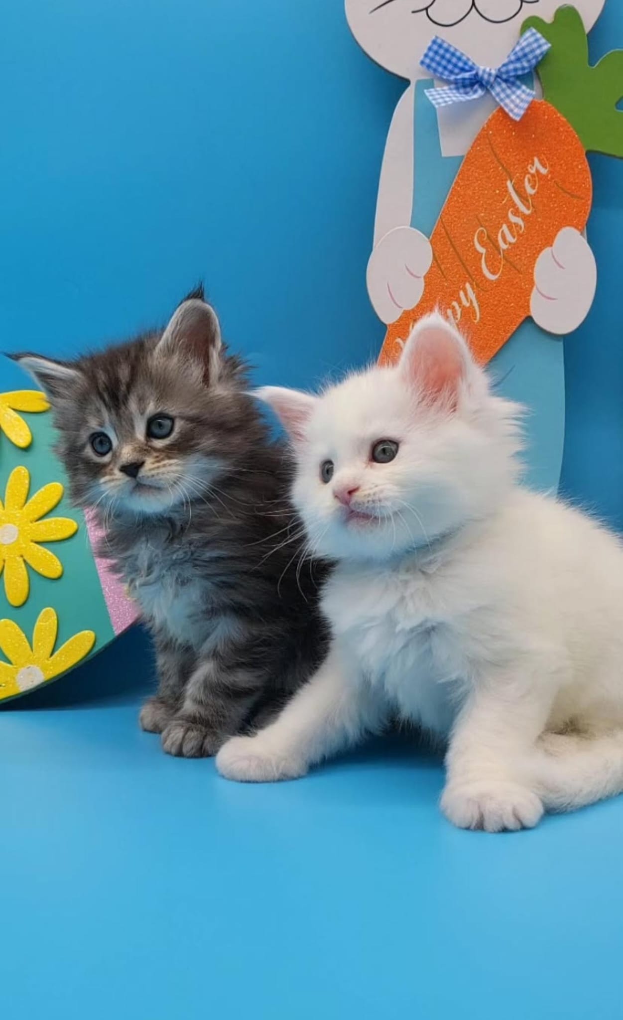 KITTENS OF LITTER - D