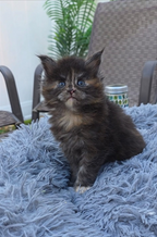 🐾 KITTENS OF LITTER - D