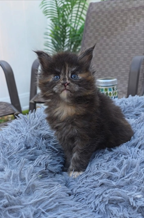 🐾 KITTENS OF LITTER - D