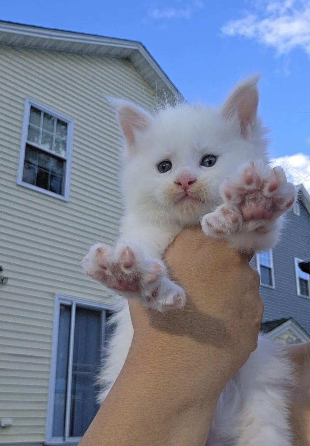 🐾 KITTENS OF LITTER - D