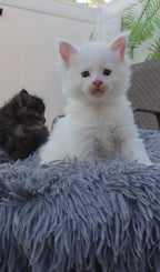 🐾 KITTENS OF LITTER - D